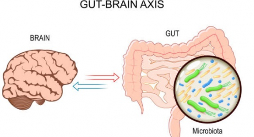 Microbioma Intestinale e Invecchiamento: Ruolo Cruciale nella Salute Cognitiva e Prevenzione delle Malattie Neurodegenerative